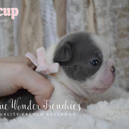 Buttercup - Blue female French Bulldog puppy in Loxahatchee, Florida from Blue Wonder Frenchies