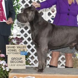 Cane Corso from Campo Cane Corso