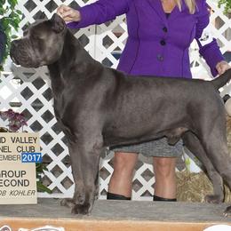 Cane Corso from Campo Cane Corso