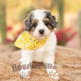 Buddy - Blue merle male Bernedoodle puppy in Wickenburg, Arizona from Houskerville Doodles