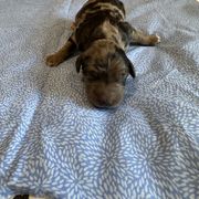 Berlin - Blue merle male Bordoodle puppy in Republic, Missouri from Holland Hilltop Farm