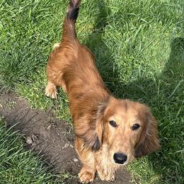 Sebastian - Dachshund