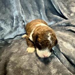 Moose - Brown and white male Aussiedoodle puppy in Lake City, Florida from Dream Hollow Farm