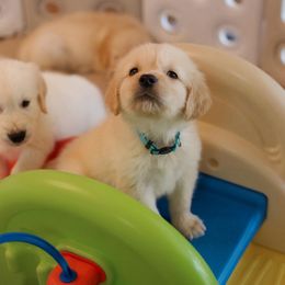 Golden Retriever Puppies from Dani’s Dawgs
