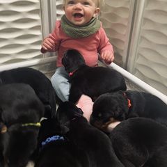 Beauceron Puppies from Eagle Valley Beaucerons