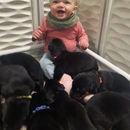 Beauceron Puppies from Eagle Valley Beaucerons