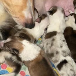 Shetland Sheepdogs from Wild and Wonderful Shelties