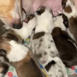 Shetland Sheepdogs from Wild and Wonderful Shelties