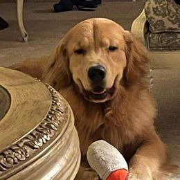 Golden Retriever All Grown Up from Beachwood Golden Retrievers