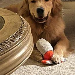 Golden Retriever All Grown Up from Beachwood Golden Retrievers