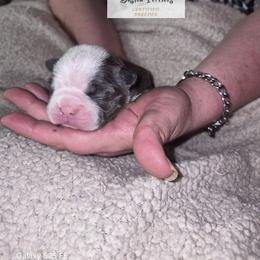Faye - Blue female Boston Terrier puppy in Colorado Springs, Colorado from M&Bs Boston Terriers