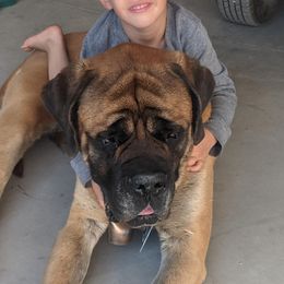 Mastiffs and Working Dog Crosses from DollarLazy Z Ranch