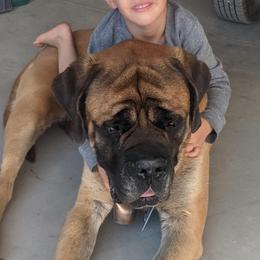 Mastiffs and Working Dog Crosses from DollarLazy Z Ranch