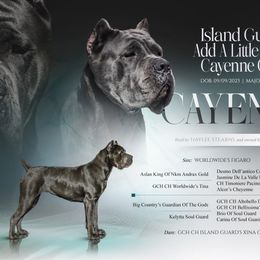 Cayenne - Cane Corso