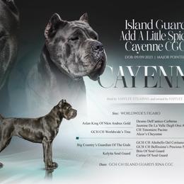 Cayenne - Cane Corso