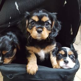 Cavalier King Charles Spaniel Puppies from Phoenix Rose Cavalier King Charles