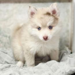 Clarence - Merle male Pomsky puppy in Christiana, Tennessee from Smoky Mountain Pomskies