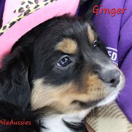 Ginger BTF6 - Black tri female Miniature Australian Shepherd puppy in Elgin, Oregon from LongMile Aussies
