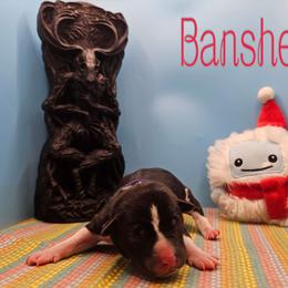 Banshee - Black and white female Rat Terrier puppy in Lynn, Alabama from Cryptic Rat Terriers