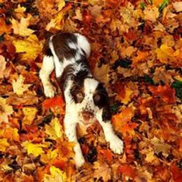 English Springer Spaniel Puppies from Ledge N' Tree English Springer Spaniels
