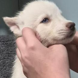 Boy 1 - White male Siberian Husky puppy in Madison, Georgia from Thornbury Kennel