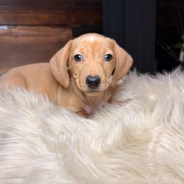 Buddy - Cream male Dachshund puppy in Washburn, Tennessee from Clinch Mountain Dachshunds