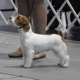 Ava - Russell Terrier