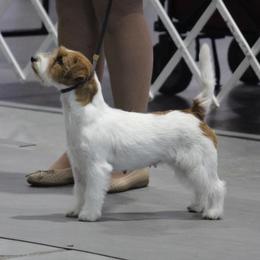 Ava - Russell Terrier