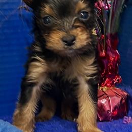 Teddy - Black and tan male Yorkshire Terrier puppy in Palm Coast, Florida from Fiesta Pups
