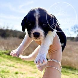 Brown - Tri-color male Bernedoodle puppy in Rockwall, Texas from Glory Doodles