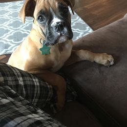 Boxer Puppies from Sand Creek Boxer Kennel