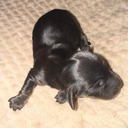 Beau - Black and tan male Dachshund puppy in Connersville, Indiana from MoonShine Babies