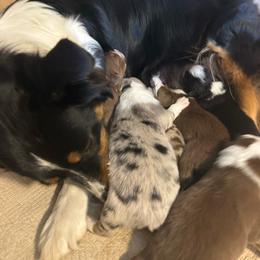 Australian Shepherd puppies from Crab Point Australian Shepherds