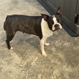 Kali - Boston Terrier