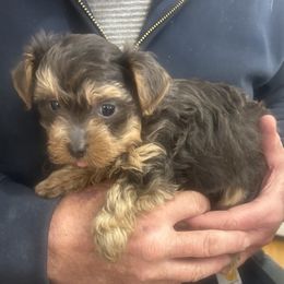 Max - Black and tan male Yorkipoo puppy in West Warwick, Rhode Island from Robyn’s Nest