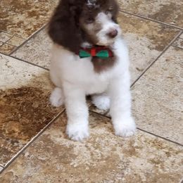 Poodle Puppies from 406 Poodles