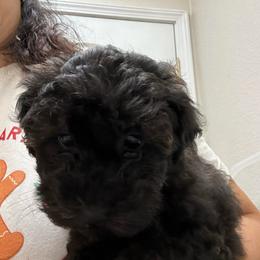 Girl 1 - Black female Schnoodle puppy in Rancho Cordova, California from Snickerdoodle Doodles