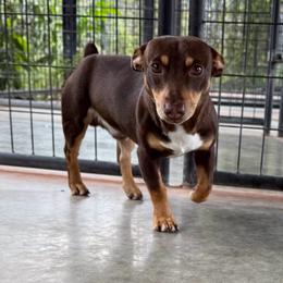 Jojo - Chocolate and white male Teddy Roosevelt Terrier puppy in Gadsden, Alabama from Rich Cat’s