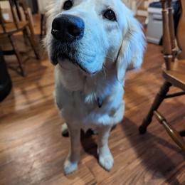 Golden Retriever Puppies from Rose n’ Thistle Farm