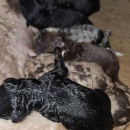 Macadamia - Black tri-color male Aussiedoodle puppy in Lithia, Florida from Waterford Doodle Farm