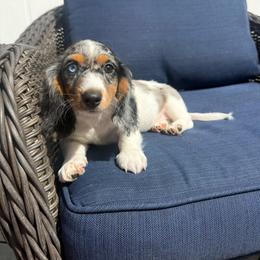 Pallegrino - Piebald male Dachshund puppy in Temecula, California from Naomi Magee's Dachshund Kennel