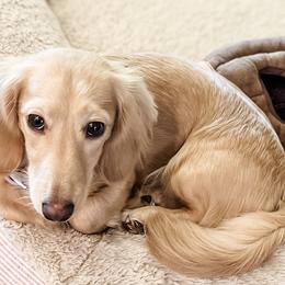 Duchess - Dachshund