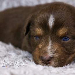 Australian Shepherd, Miniature American Shepherd, Miniature Australian Shepherd, and Toy Australian Shepherd Puppies from Painted Blue Aussies