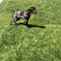 German Shorthaired Pointer Puppies from Dem Feuerhaus Gun Dogs