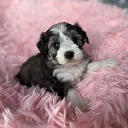 Luna - Parti female Miniature Schnauzer puppy in La Mirada, California from SchnauzersRus