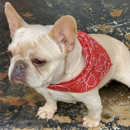 French Bulldogs from My Bougie Bullies