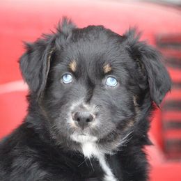Australian Shepherd and Miniature Australian Shepherd Puppies from Canyon Creek Aussies
