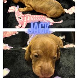Jack - Brindle male Dachshund puppy in Saint Paul, Minnesota from Vibrant Eyes Doxies