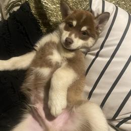 Pomsky Puppies from Periwinkle Pomskies