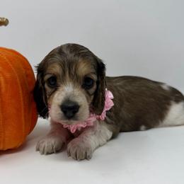 Briar - Piebald female Dachshund puppy in Pulaski, Tennessee from Billboard Doxies